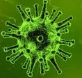 Koronavirus - pandemie COVID-19, 2019-2020